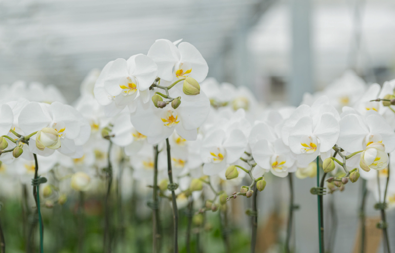 花匠様に撮影協力いただきました。の写真